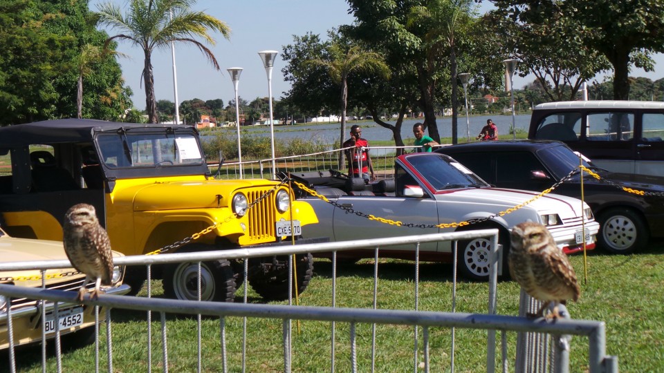 Exposição de carros antigos atrai atenção do público