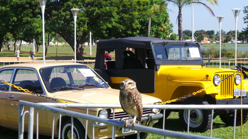 Exposição de carros antigos atrai atenção do público