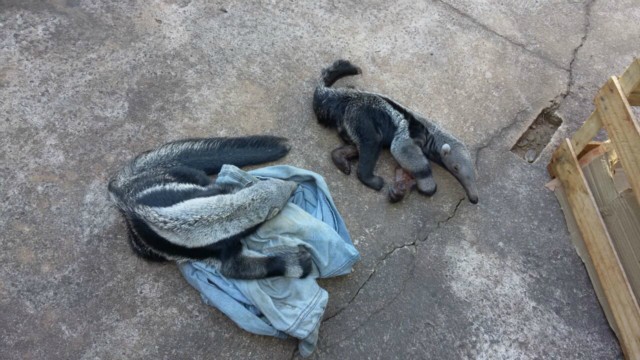 PMA recolhe dois filhotes de tamanduá-bandeira, sendo que um teve mãe morta por atropelamento