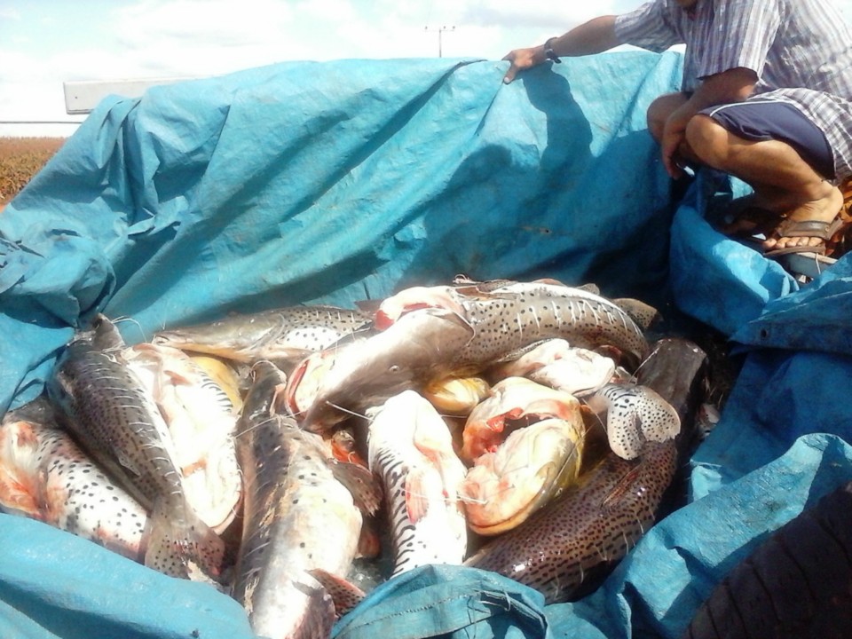 PMA apreende 300 kg de pescado ilegal com pescador profissional