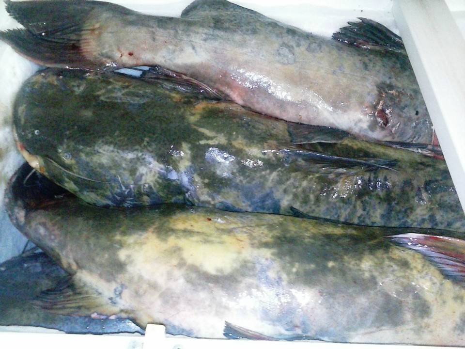 PMA apreende 300 kg de pescado ilegal com pescador profissional