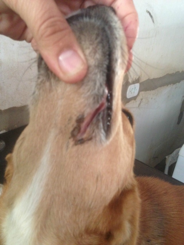 PMA autua aposentado por maltratar cachorro a cortes de facão