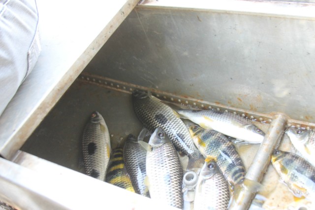 Na capital mundial da celulose, a pesca ainda sobrevive e gera renda a três-lagoenses
