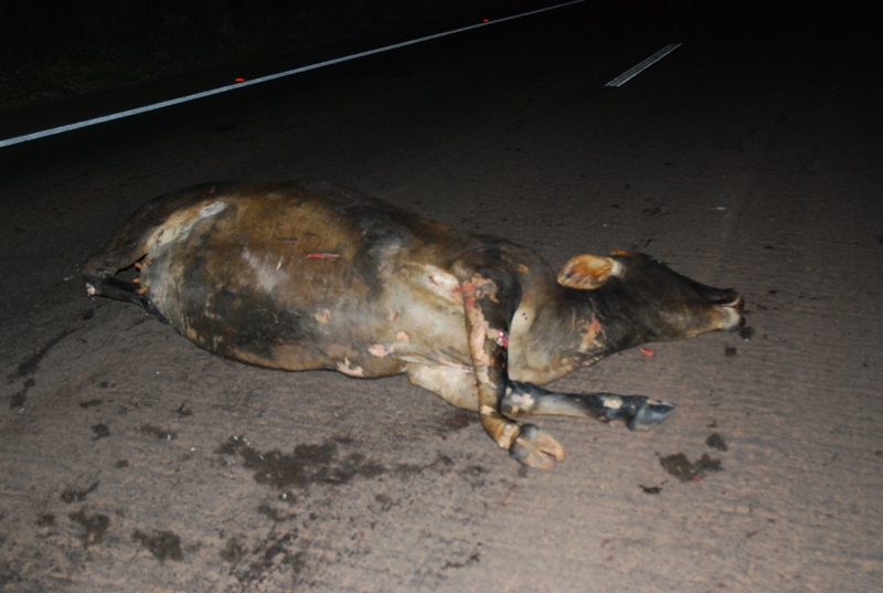 Acidente ocasionado por vacas na pista deixa motorista ferido na BR-267