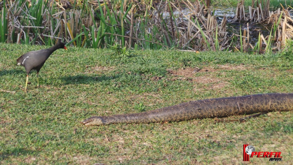 Promotor do Meio Ambiente quer remoção imediata de animais da Lagoa Maior