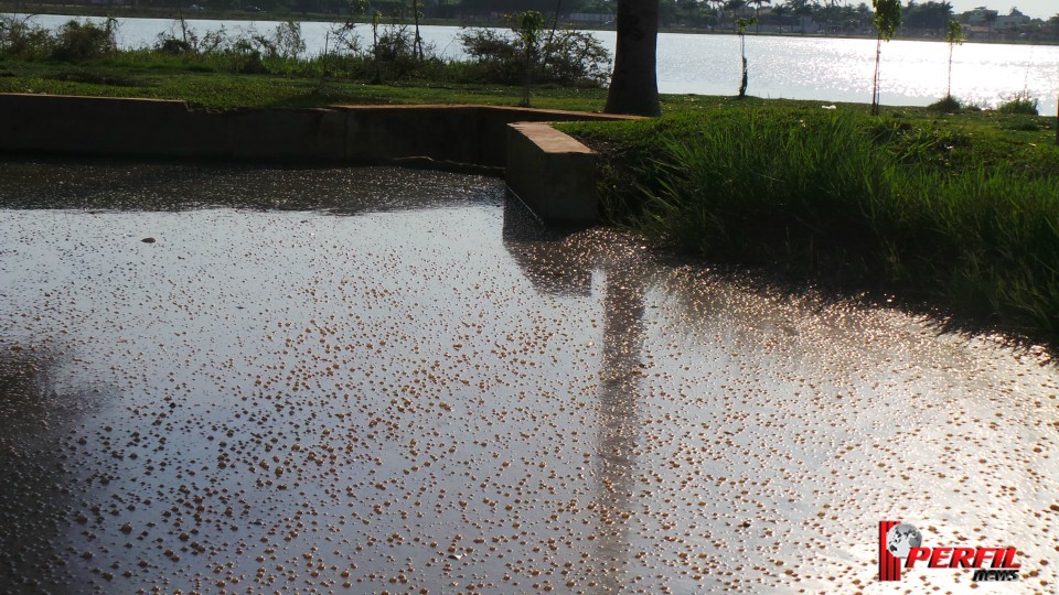 Promotor do Meio Ambiente quer remoção imediata de animais da Lagoa Maior