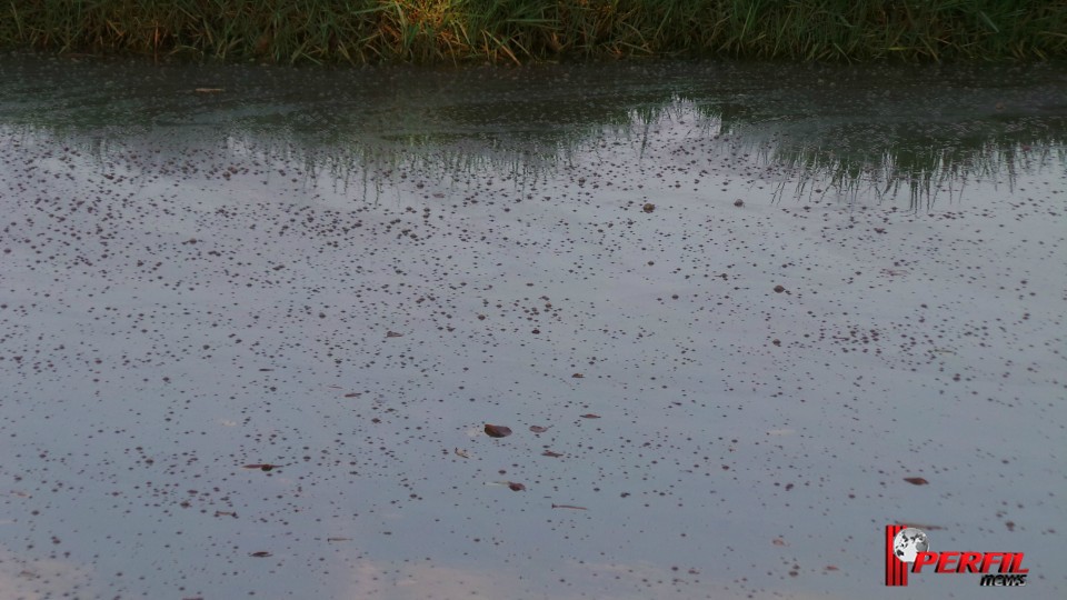 Promotor do Meio Ambiente quer remoção imediata de animais da Lagoa Maior