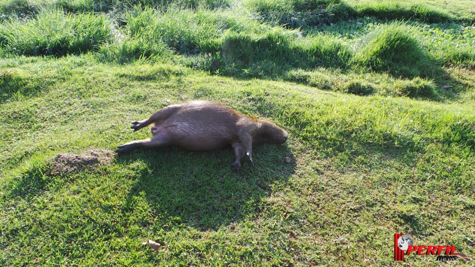 Promotor do Meio Ambiente quer remoção imediata de animais da Lagoa Maior