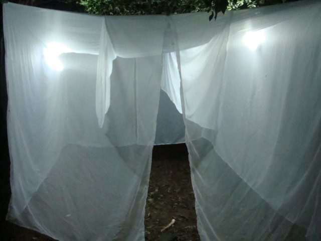 Setor de Entomologia realiza trabalho de estudo biológico de vetores
