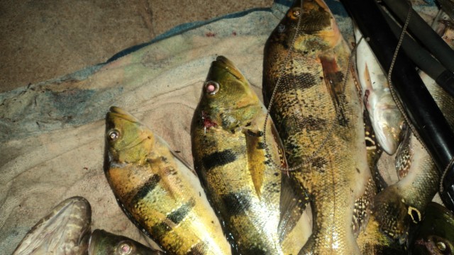 PMA prende pescador por pesca predatória com uso de arpão