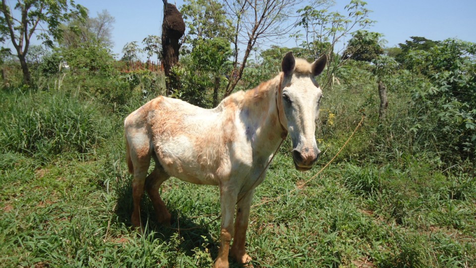 PMA autua homem por maltratar cavalo em Três Lagoas