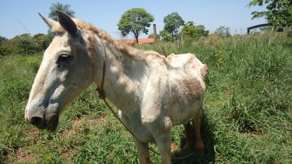 PMA autua homem por maltratar cavalo em Três Lagoas