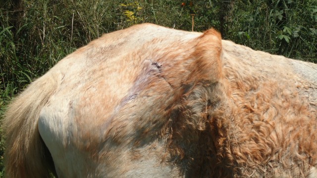 PMA autua homem por maltratar cavalo em Três Lagoas