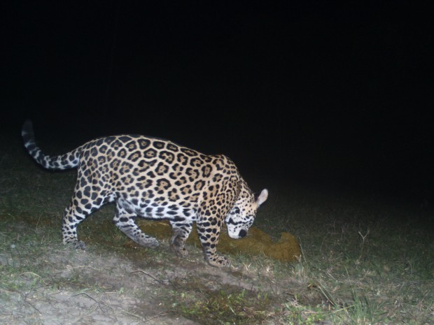 Onças-pintadas devoram vaca a 1 km de sede de pousada no Pantanal