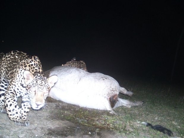 Onças-pintadas devoram vaca a 1 km de sede de pousada no Pantanal