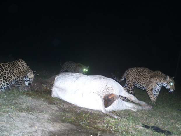 Onças-pintadas devoram vaca a 1 km de sede de pousada no Pantanal