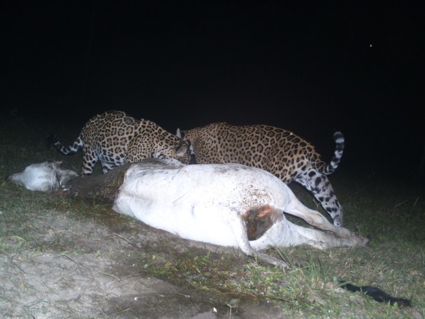 Onças-pintadas devoram vaca a 1 km de sede de pousada no Pantanal