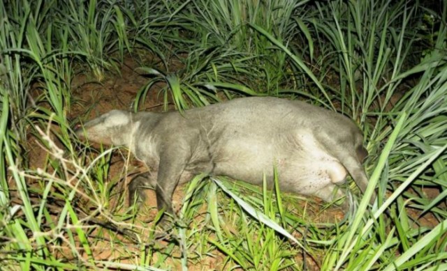 Motorista colide em guard-rail após atropelar animal na rodovia BR-267 em Bataguassu