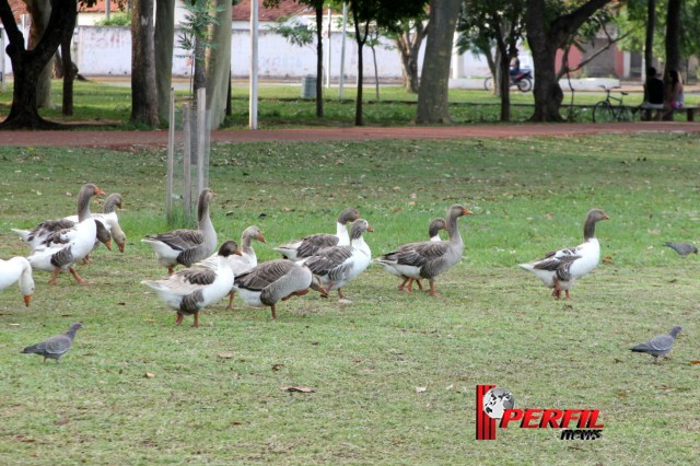 Em Três Lagoas, temperatura não deve ultrapassar os 30° hoje