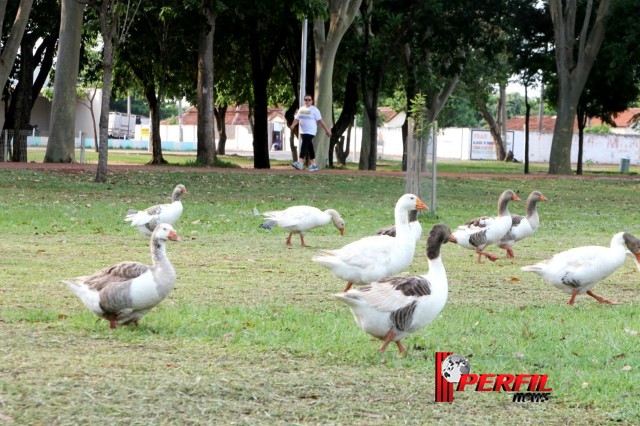 Em Três Lagoas, temperatura não deve ultrapassar os 30° hoje