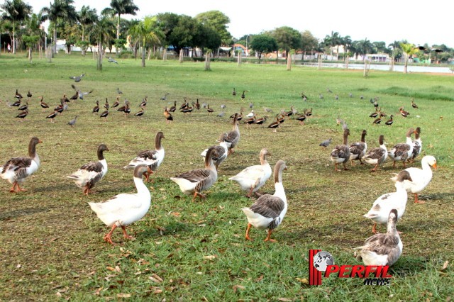 Em Três Lagoas, temperatura não deve ultrapassar os 30° hoje