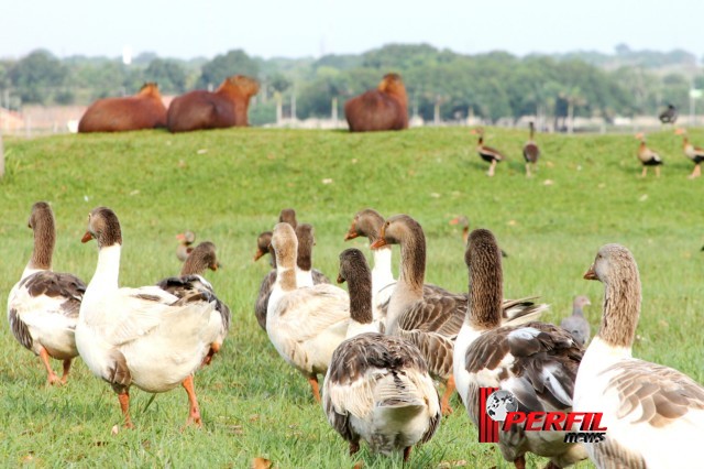 Em Três Lagoas, temperatura não deve ultrapassar os 30° hoje