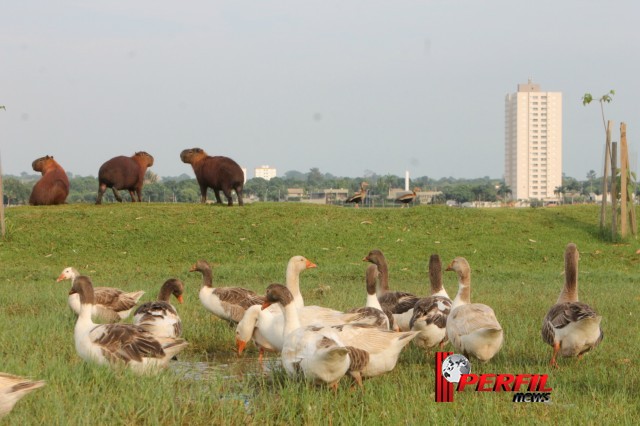 Em Três Lagoas, temperatura não deve ultrapassar os 30° hoje