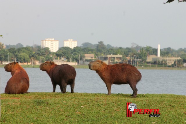 Em Três Lagoas, temperatura não deve ultrapassar os 30° hoje