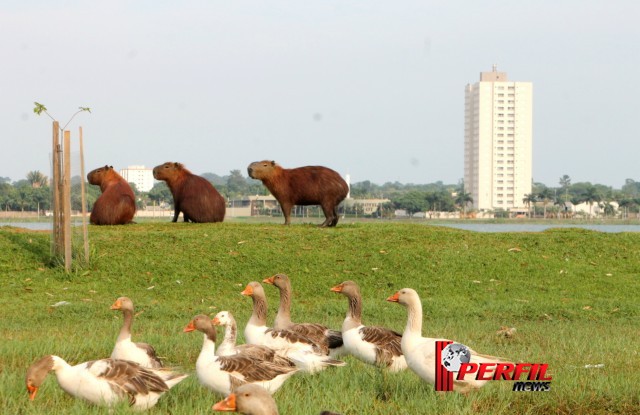 Em Três Lagoas, temperatura não deve ultrapassar os 30° hoje