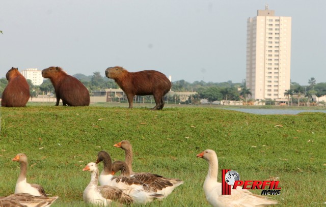 Em Três Lagoas, temperatura não deve ultrapassar os 30° hoje