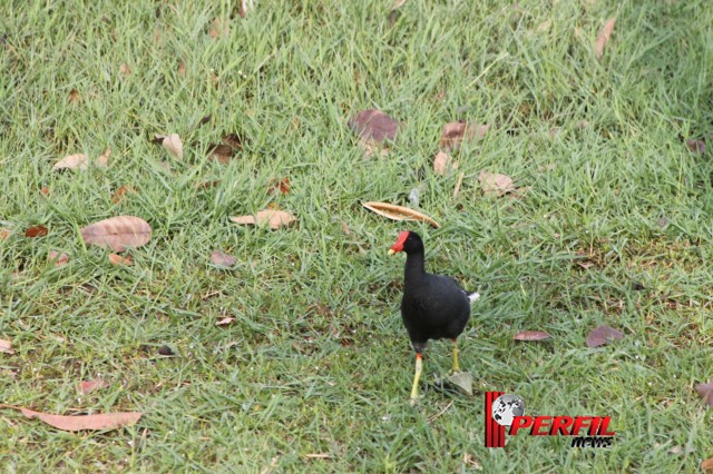 Em Três Lagoas, temperatura não deve ultrapassar os 30° hoje