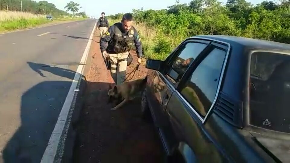 Cães farejadores encontram maconha em carro abandonado na BR- 262