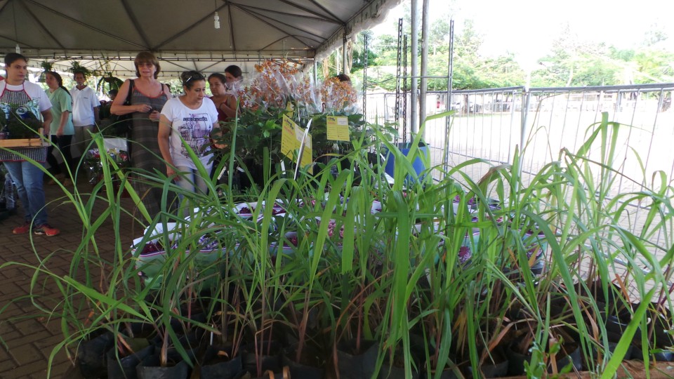 Exposição solidária de flores beneficiará APAE de Três Lagoas