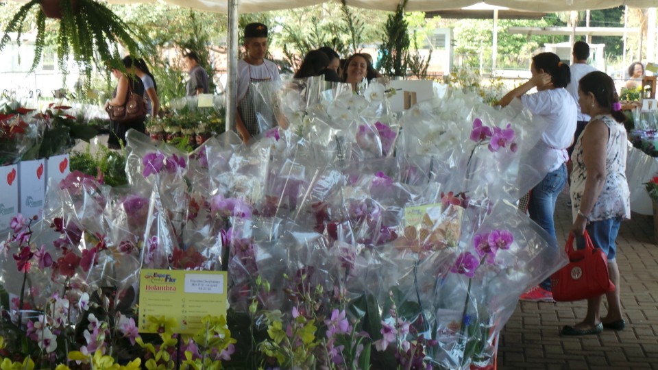 Exposição solidária de flores beneficiará APAE de Três Lagoas