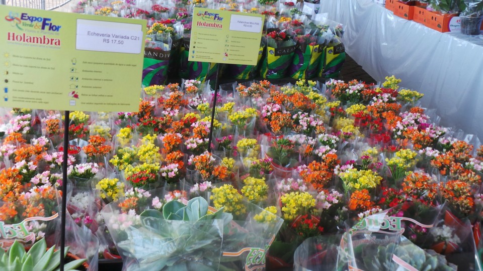 Exposição solidária de flores beneficiará APAE de Três Lagoas