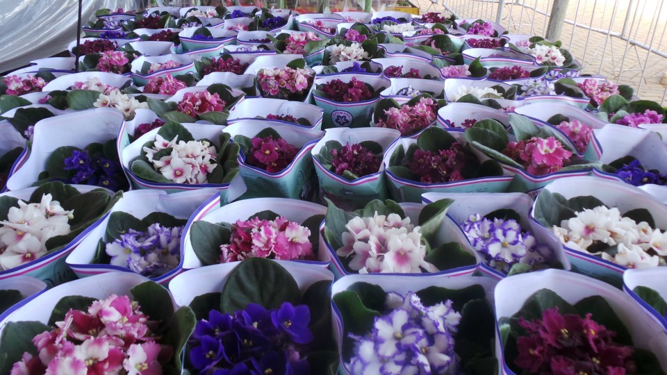 Exposição solidária de flores beneficiará APAE de Três Lagoas