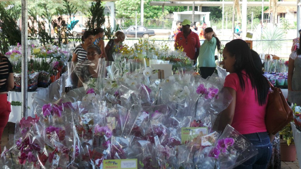 Exposição solidária de flores beneficiará APAE de Três Lagoas