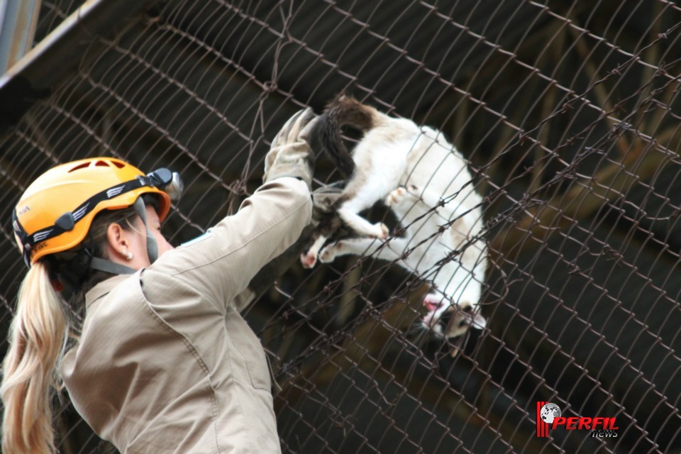 Gato preso em alambrado mobiliza Bombeiros de Três Lagoas Gato preso em alambrado mobiliza Bombeiros de Três Lagoas