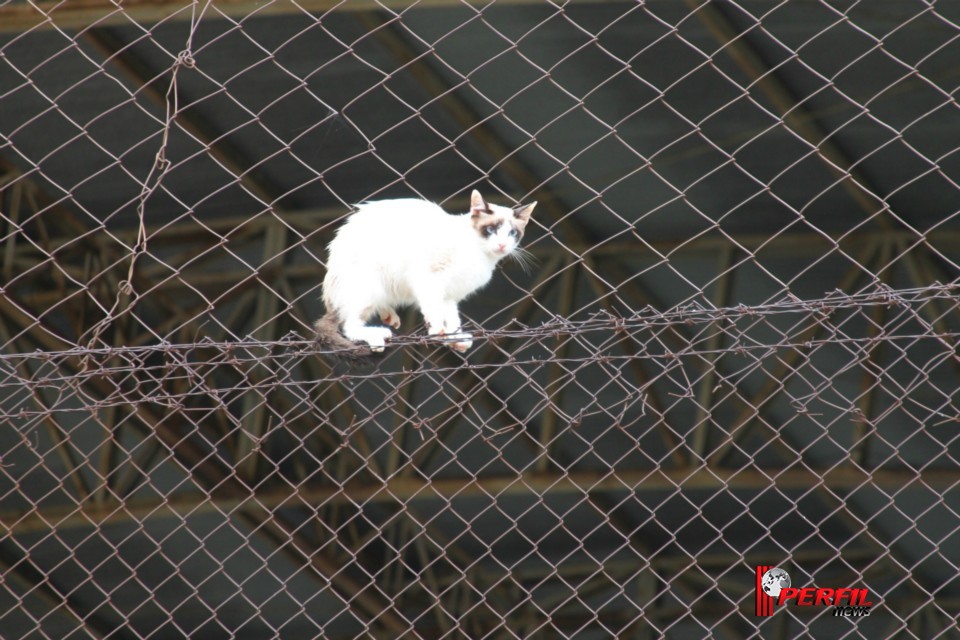 Gato preso em alambrado mobiliza Bombeiros de Três Lagoas Gato preso em alambrado mobiliza Bombeiros de Três Lagoas