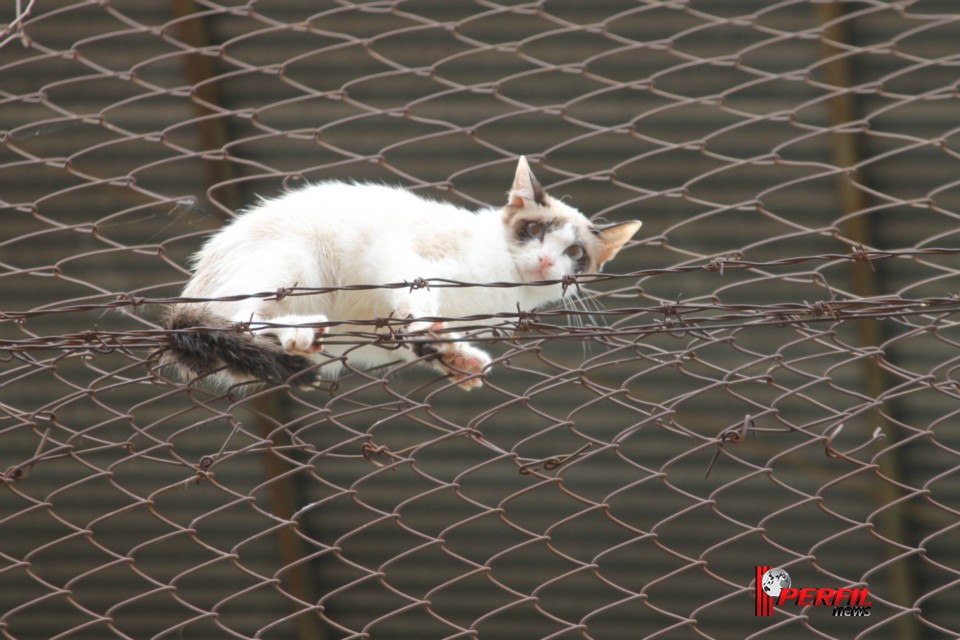 Gato preso em alambrado mobiliza Bombeiros de Três Lagoas Gato preso em alambrado mobiliza Bombeiros de Três Lagoas