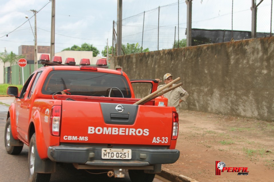 Gato preso em alambrado mobiliza Bombeiros de Três Lagoas Gato preso em alambrado mobiliza Bombeiros de Três Lagoas
