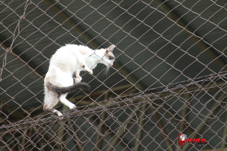 Gato preso em alambrado mobiliza Bombeiros de Três Lagoas Gato preso em alambrado mobiliza Bombeiros de Três Lagoas