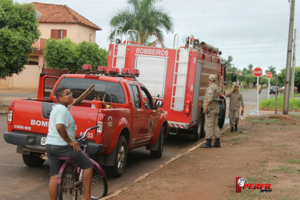 Gato preso em alambrado mobiliza Bombeiros de Três Lagoas Gato preso em alambrado mobiliza Bombeiros de Três Lagoas