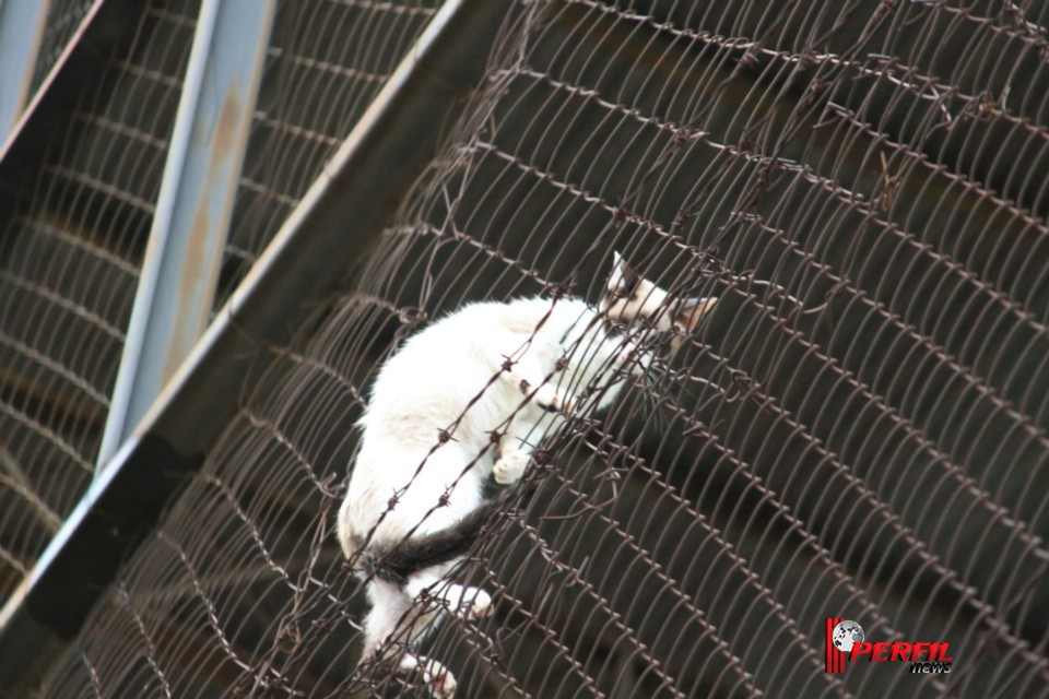 Gato preso em alambrado mobiliza Bombeiros de Três Lagoas Gato preso em alambrado mobiliza Bombeiros de Três Lagoas