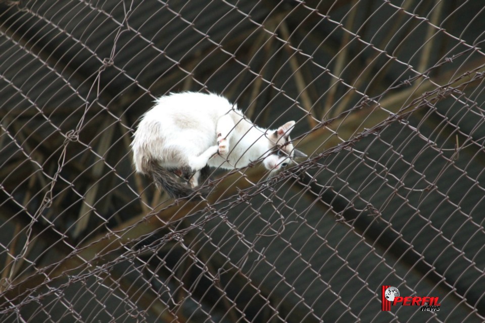 Gato preso em alambrado mobiliza Bombeiros de Três Lagoas Gato preso em alambrado mobiliza Bombeiros de Três Lagoas