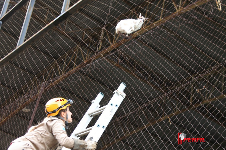 Gato preso em alambrado mobiliza Bombeiros de Três Lagoas Gato preso em alambrado mobiliza Bombeiros de Três Lagoas