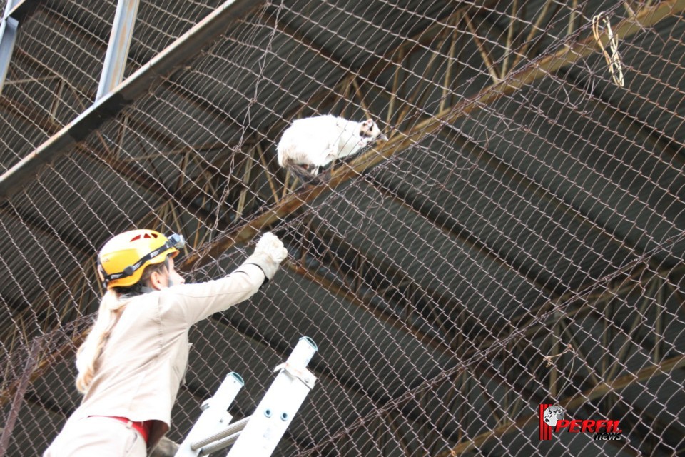 Gato preso em alambrado mobiliza Bombeiros de Três Lagoas Gato preso em alambrado mobiliza Bombeiros de Três Lagoas