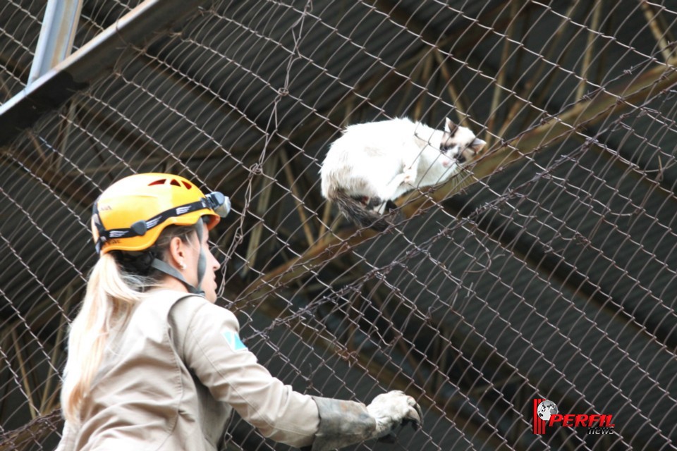 Gato preso em alambrado mobiliza Bombeiros de Três Lagoas Gato preso em alambrado mobiliza Bombeiros de Três Lagoas
