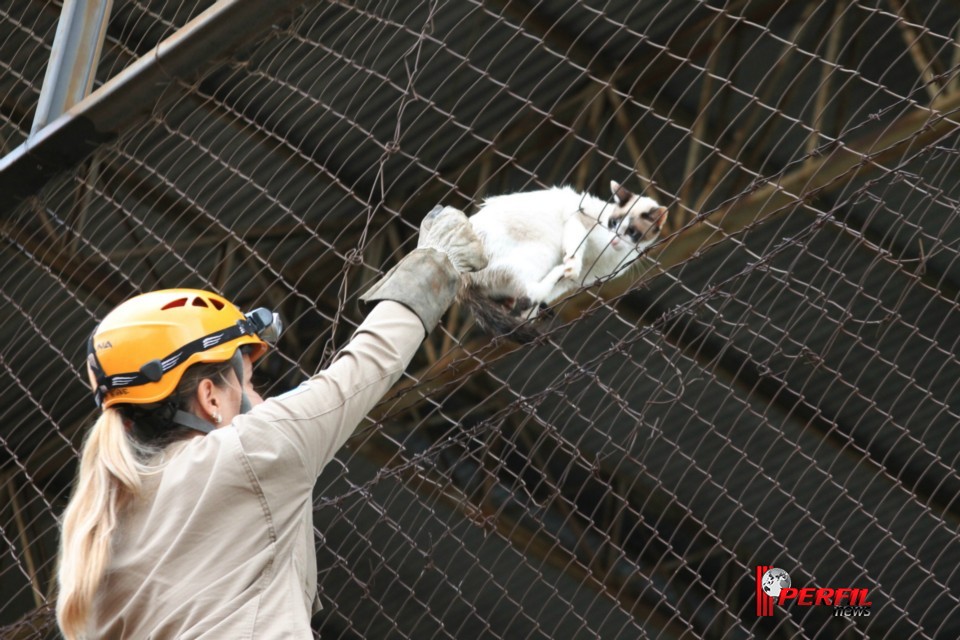 Gato preso em alambrado mobiliza Bombeiros de Três Lagoas Gato preso em alambrado mobiliza Bombeiros de Três Lagoas