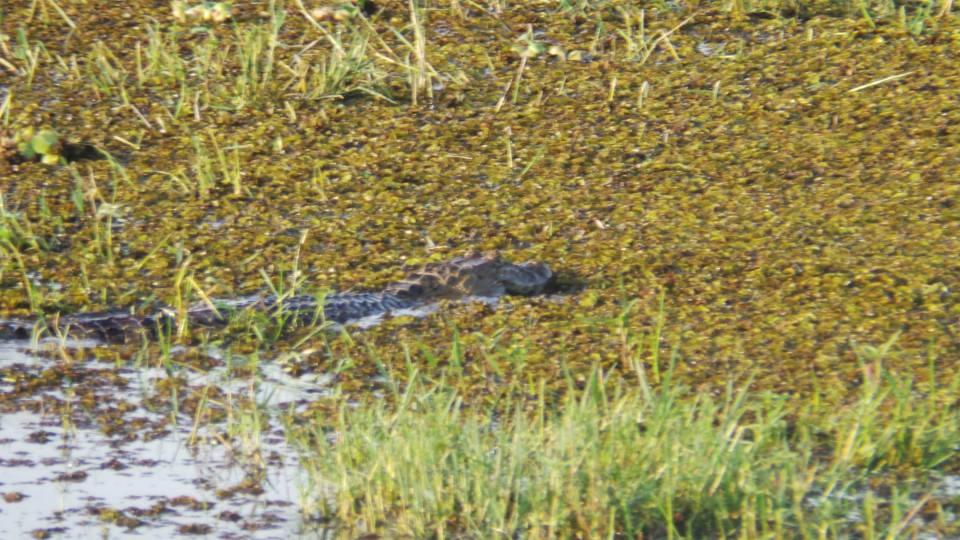 Na Lagoa Maior de Três Lagoas, jacaré ataca capivara e garante a refeição do dia